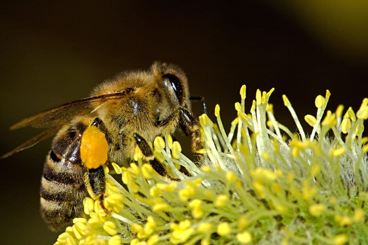 Australian physicists have revealed the secret of bee sting: natural pump pump pumps poison even after separation from the body
