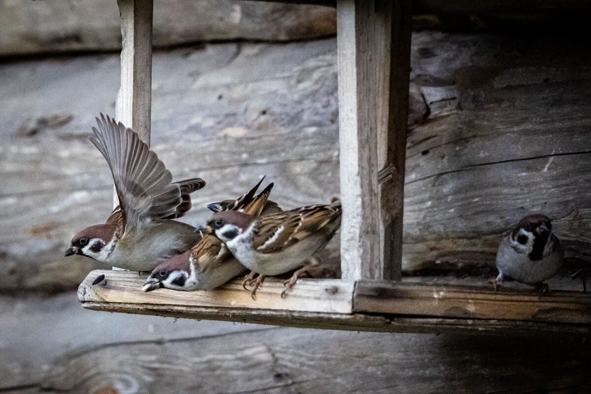 Do not rush: when you can start feeding birds