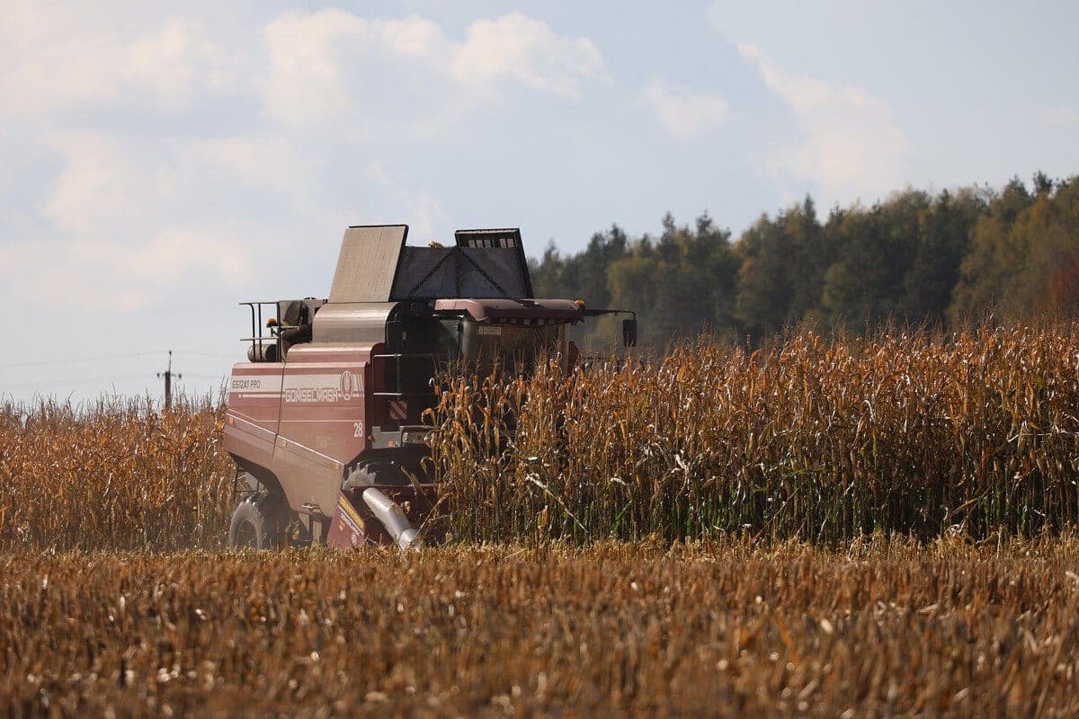 Agrarians of Belarus threshed more than 10 million tons of grain, including rapeseed and corn