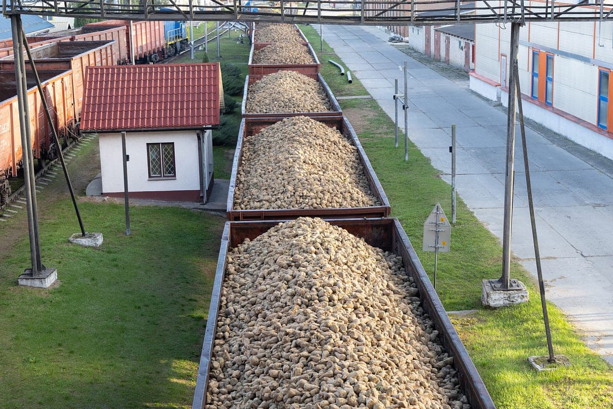 BZD a transporté plus de 500mil tonnes de betteraves sucrières depuis fin août