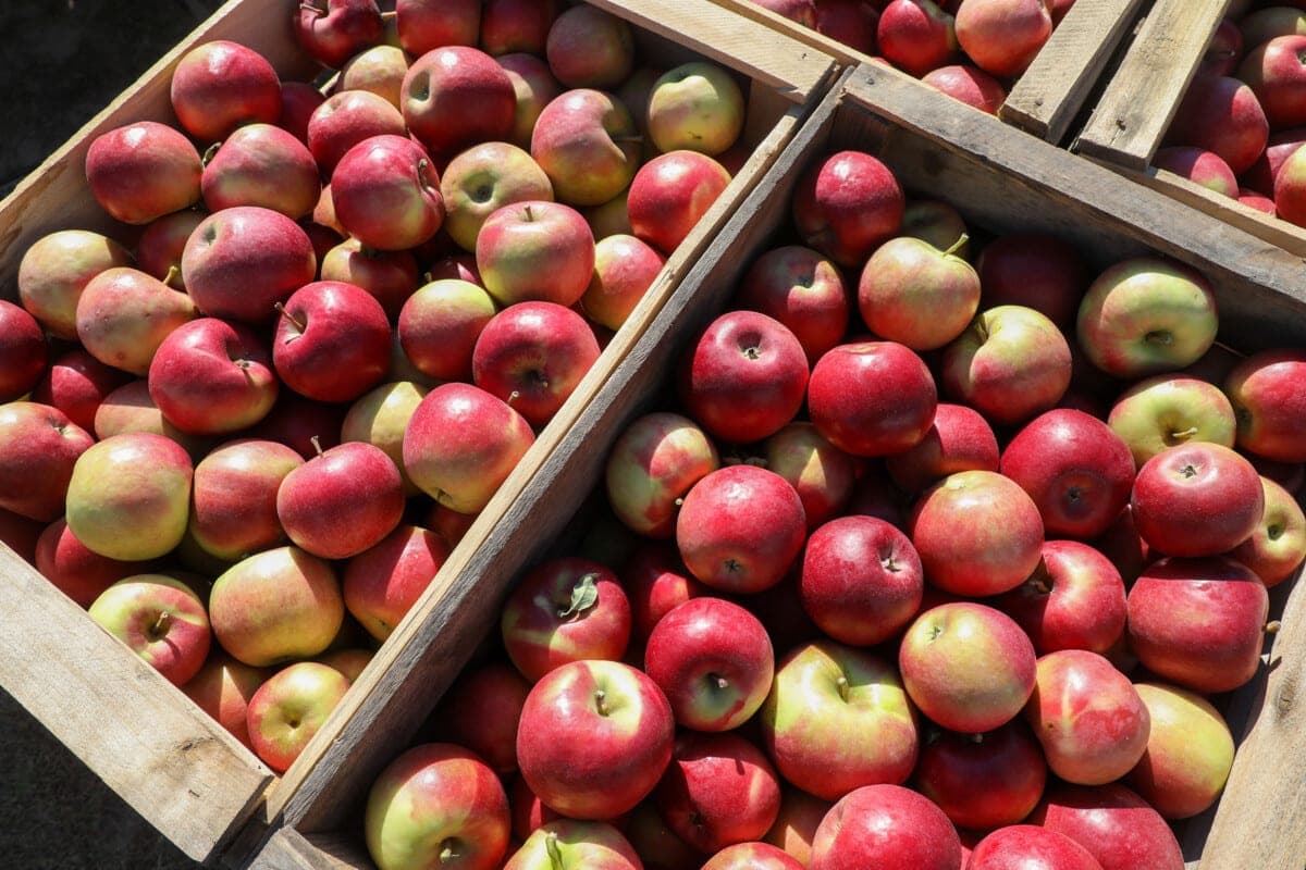 Belarus expects to increase the supply of fruits and vegetables to St. Petersburg