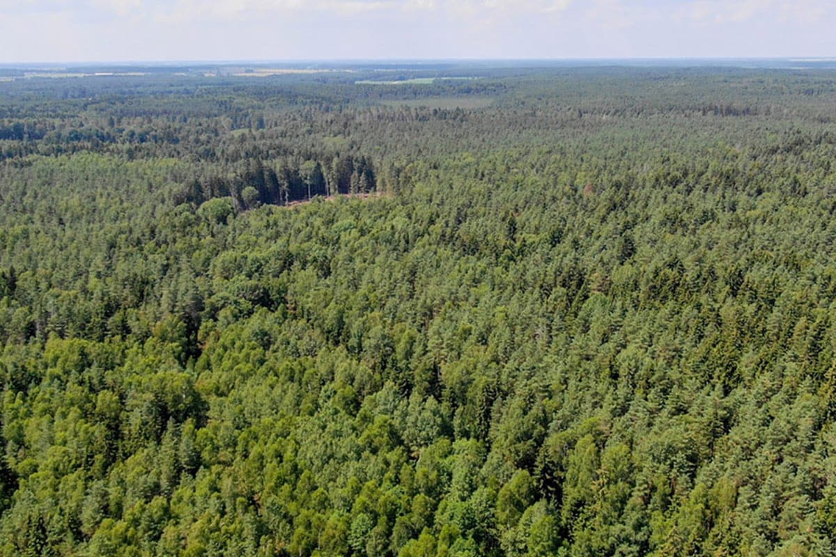 Frozen, exhausted, couldn't get out of the swamp. Soldiers found lost in the forest pensioner