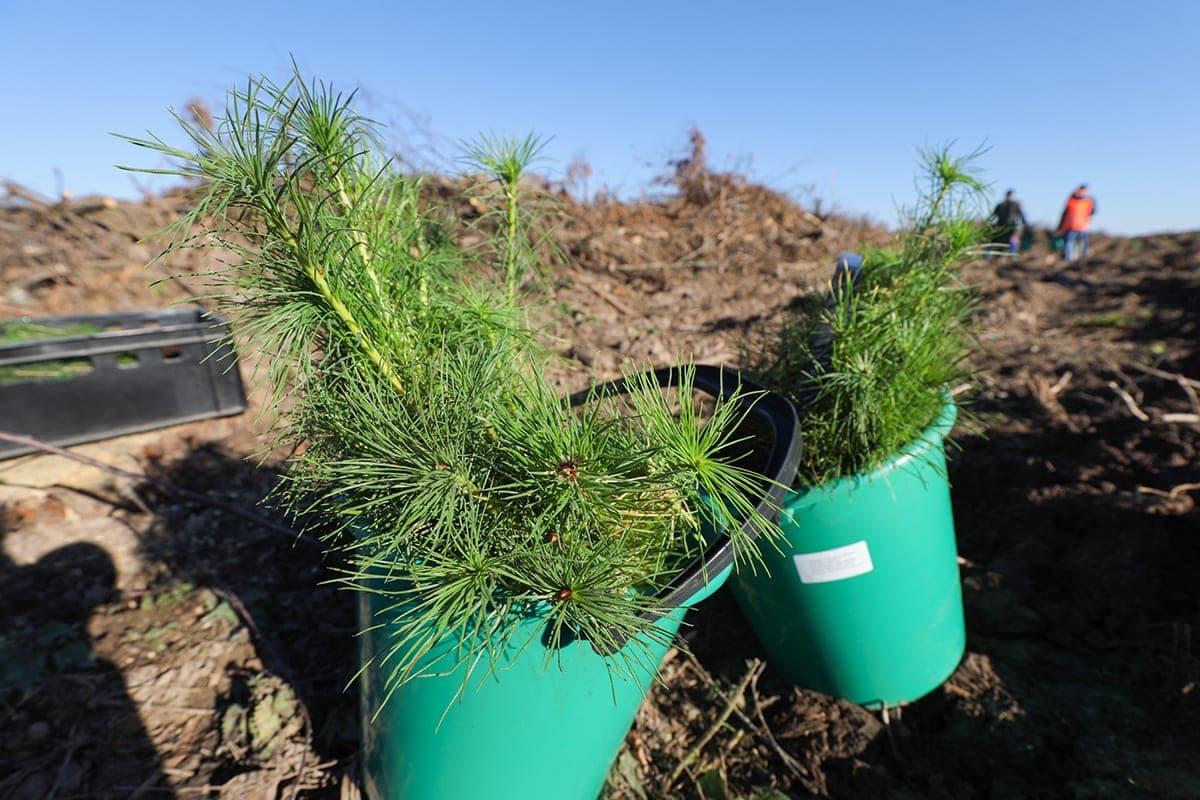 1.5 million seedlings have been prepared. Pine and birch will be planted by the participants of the action “Give the forest a new zhyzzo!”
