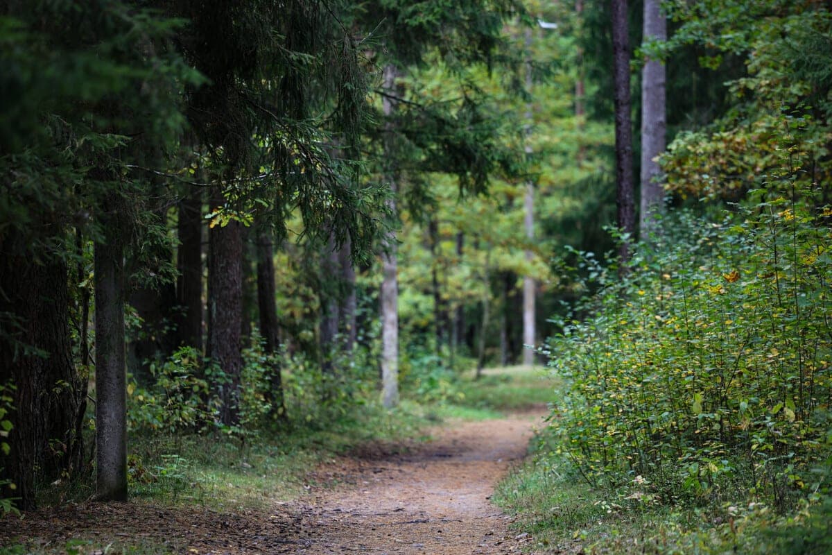 Drei Menschen in den Wäldern von Belarus an einem Tag verloren