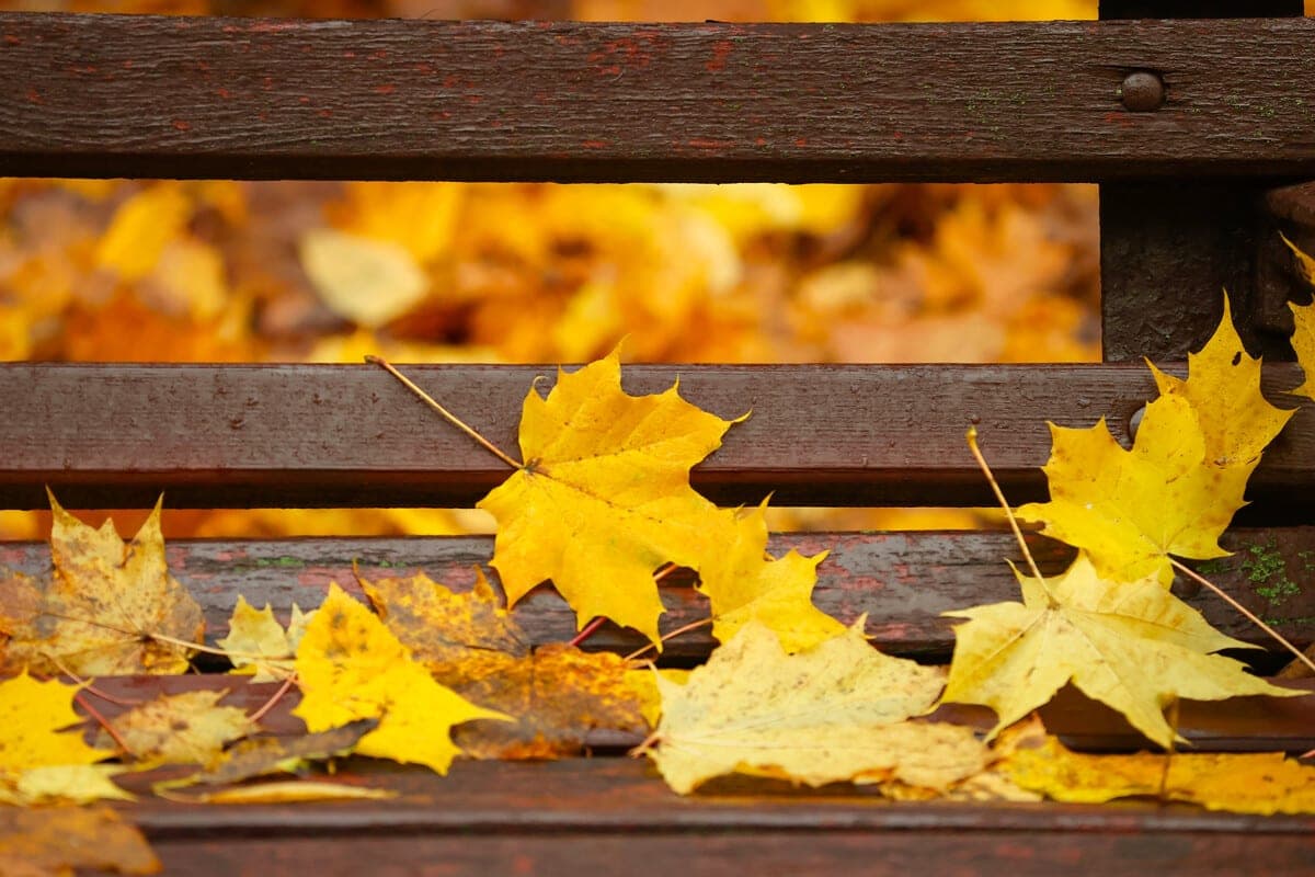 Weather in Belarus on October 28: fog and from -1 °C to +13 °C