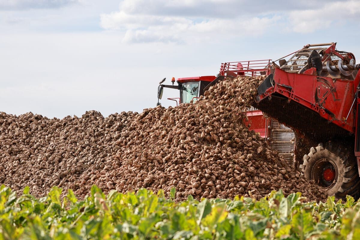 Agraires de la région de Minsk ont été les premiers dans le pays à creuser un million de tonnes de betteraves à sucre en 2026