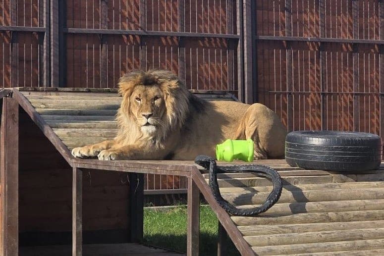 Did the Minsk Zoo prepare for the winter maintenance of lions – environmental experts checked
