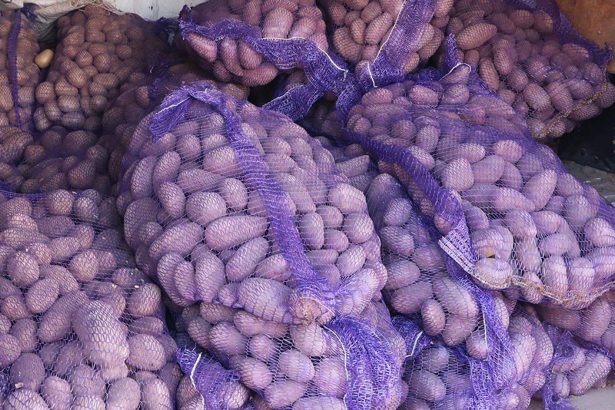 About 12 thousand tons of potatoes will be laid in the stabilization funds of the Minsk region