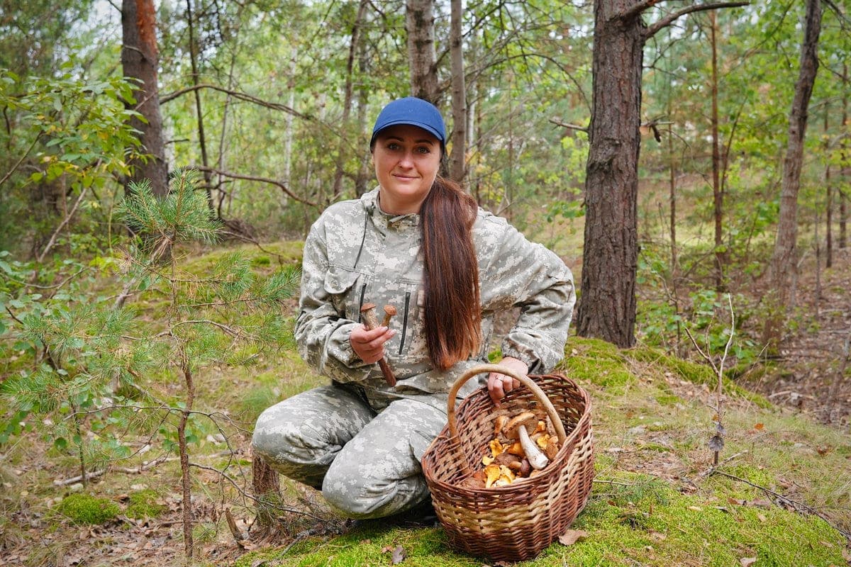 "The forest itself gives clues." The secrets of collecting hogs, hogs, foxes are shared by an experienced mushroom picker from Brest