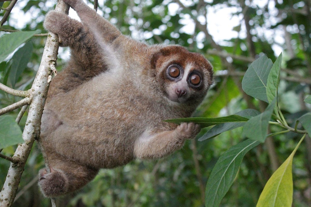 Slow Lori: An Endangered Primate Species Discovered in Indonesia