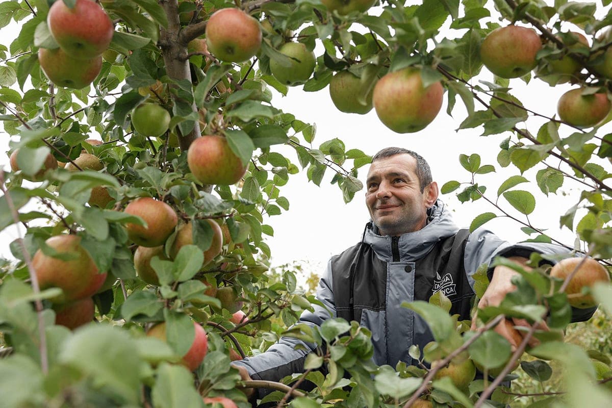 Apple story. Where to send tons of harvested fruits, how they are stored and what products they produce