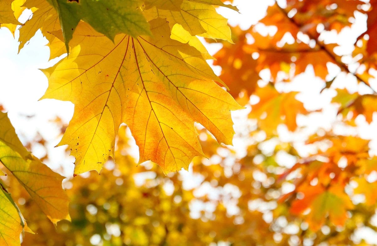 Photo sketch. Golden Autumn in Gomel