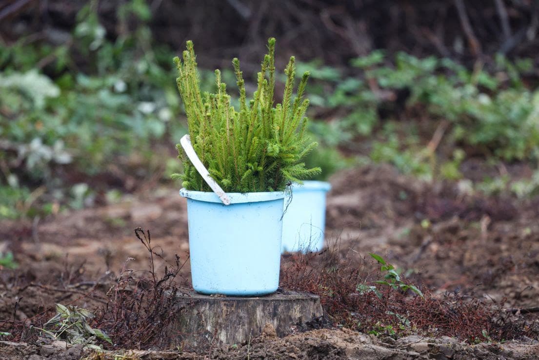 KGC employees, headed by the chairman, planted about 4 hectares of coniferous forest in Kolodishchi