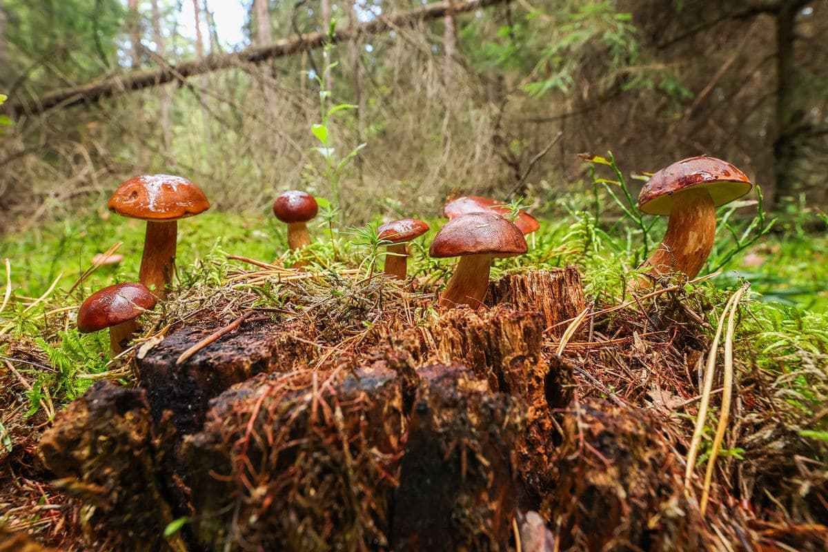 Photo sketch. Autumn Walk in Search of Mushrooms