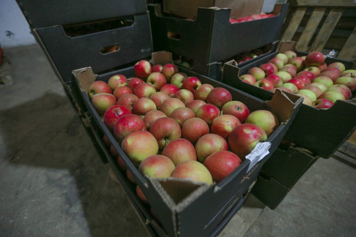 The volume of laying apples in the stabilization funds of the Minsk region this year will double