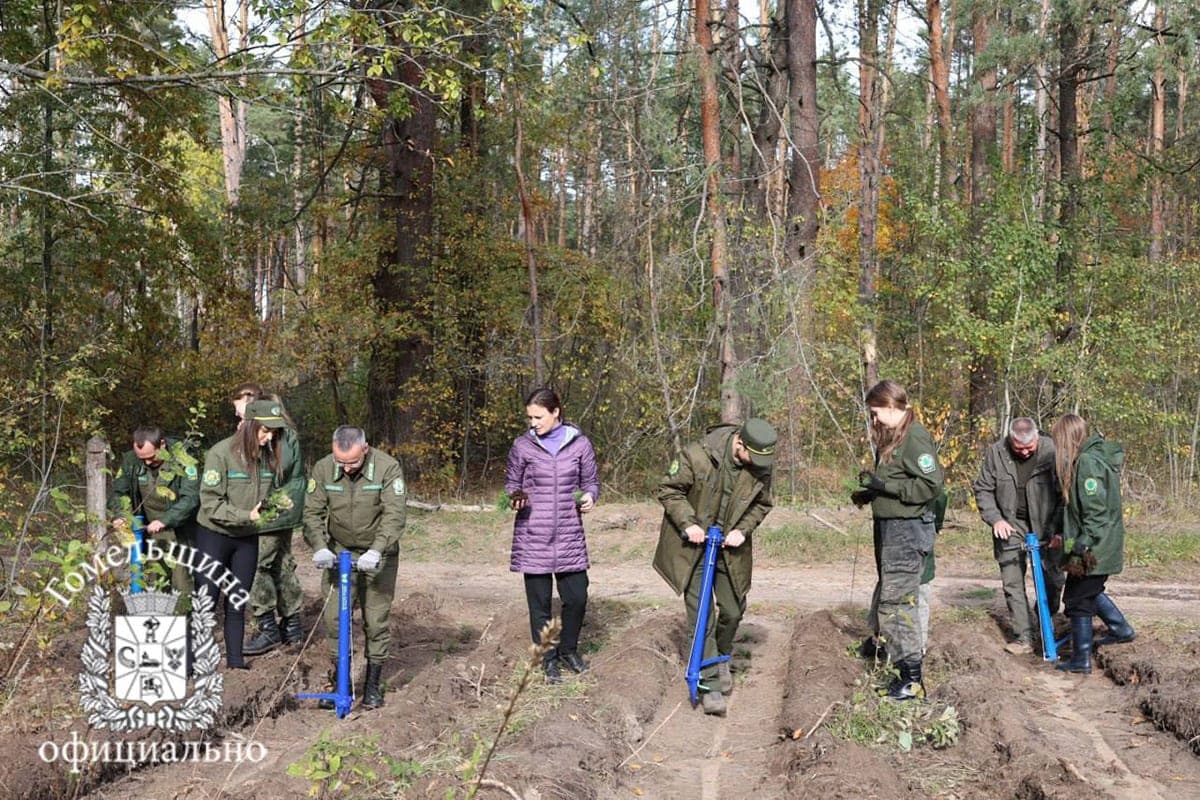 6,000 volunteers and 1.7 million new trees. Gomel region joined the action “Give the forest a new zhyzzo!”