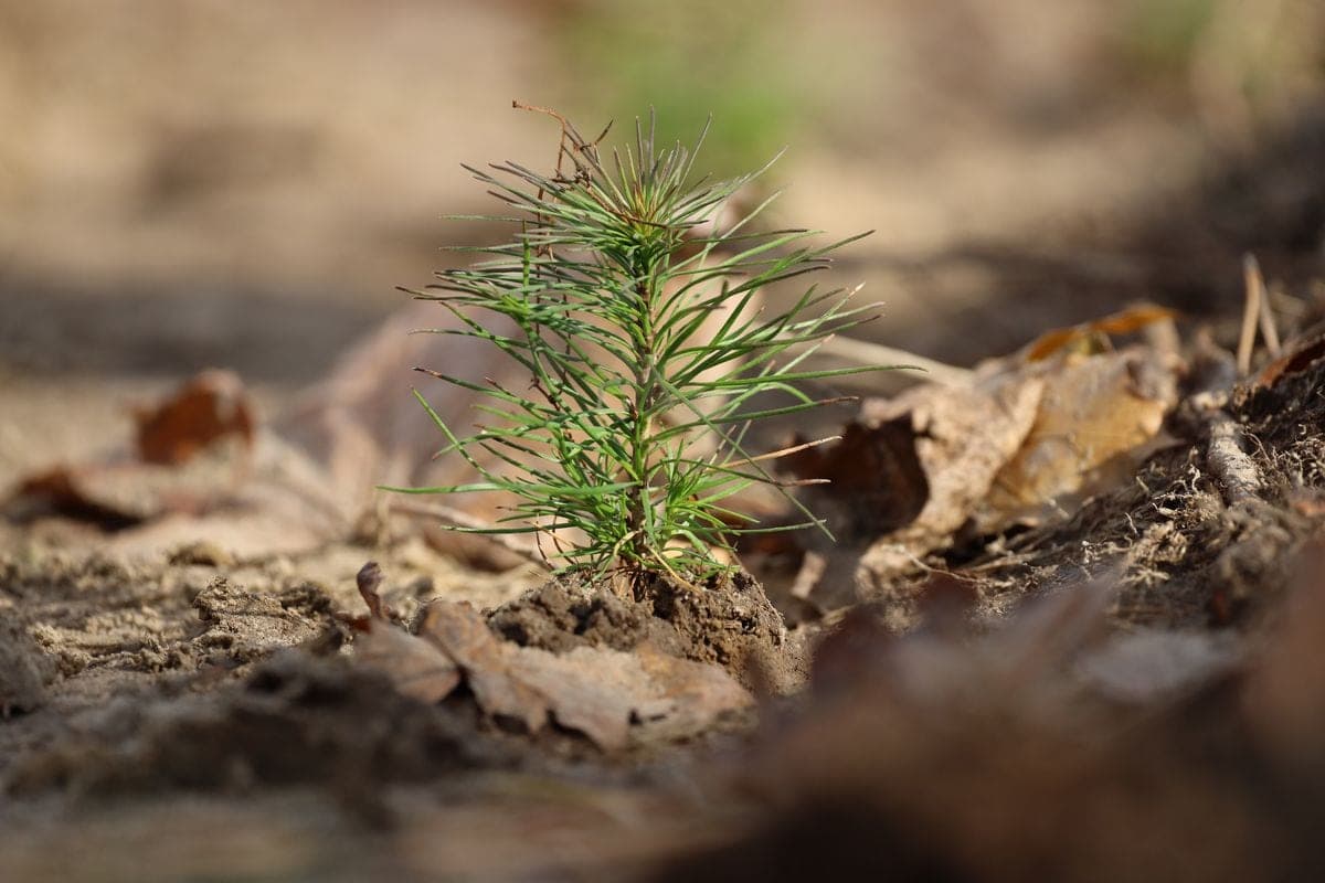 More than two and a half thousand residents of Brest region have already joined the action “Give the forest a new zhyzzo”