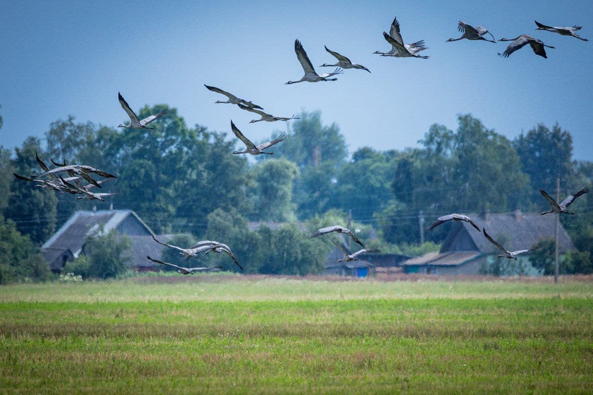 Belarusian cranes delayed with migration: whether to sound the alarm