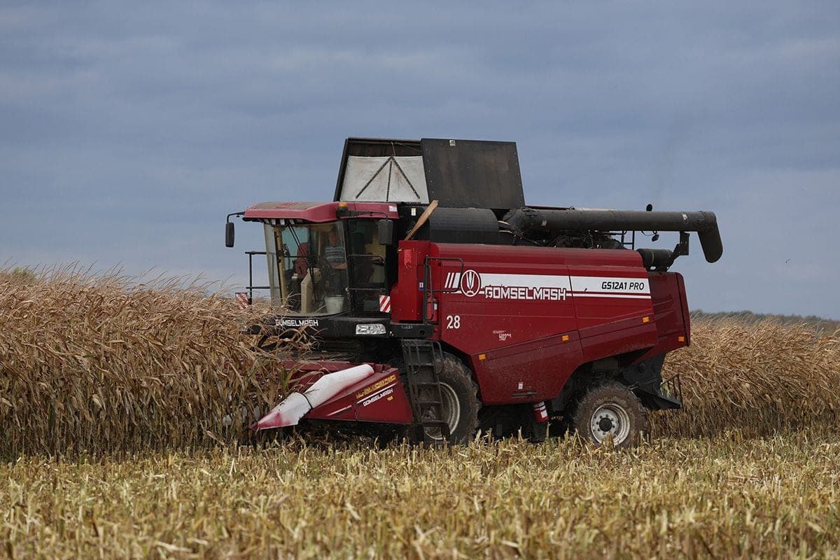 In the Grodno region is gaining momentum harvesting corn for grain – threshed a fifth of the area