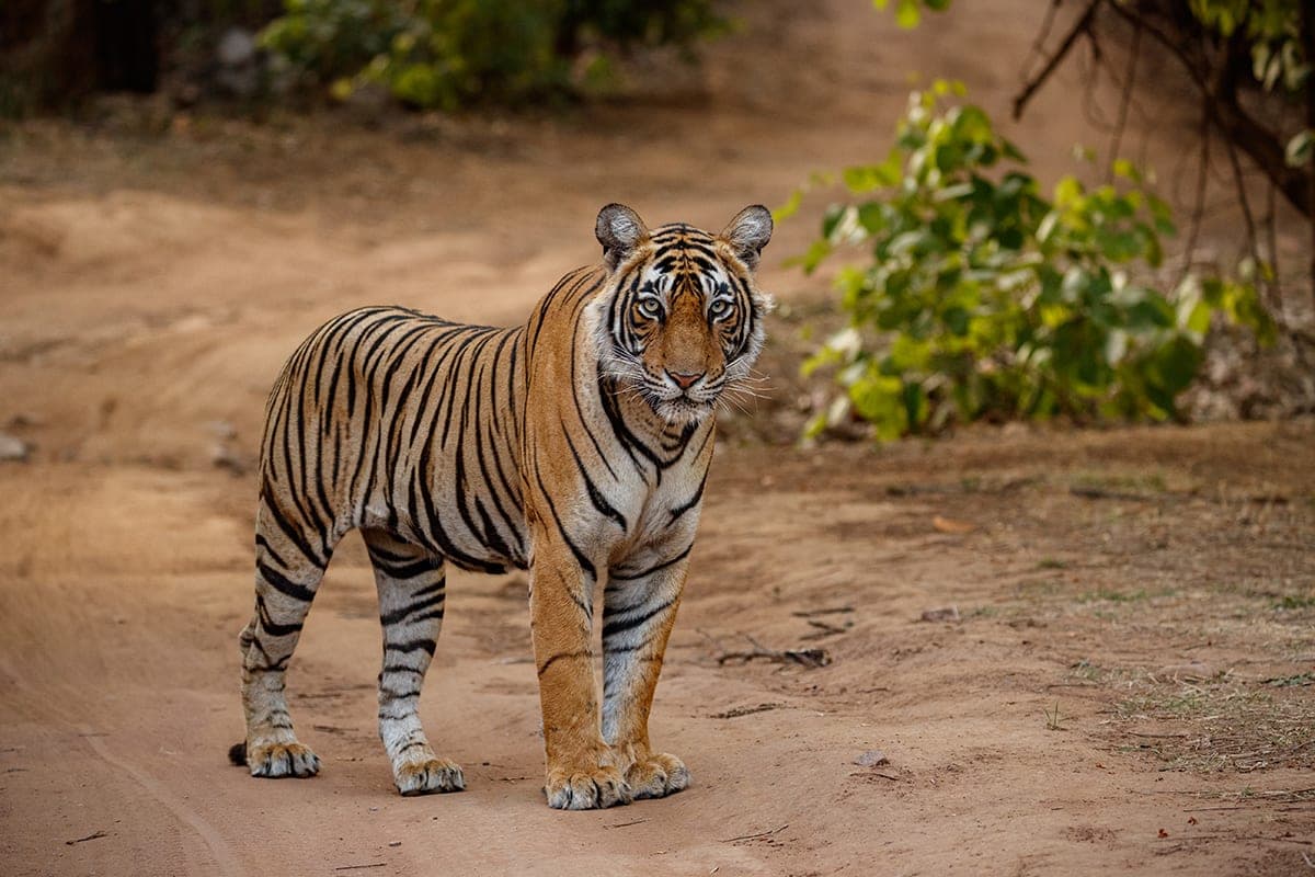 Tiger kills man who broke into animal enclosure in UK wildlife park