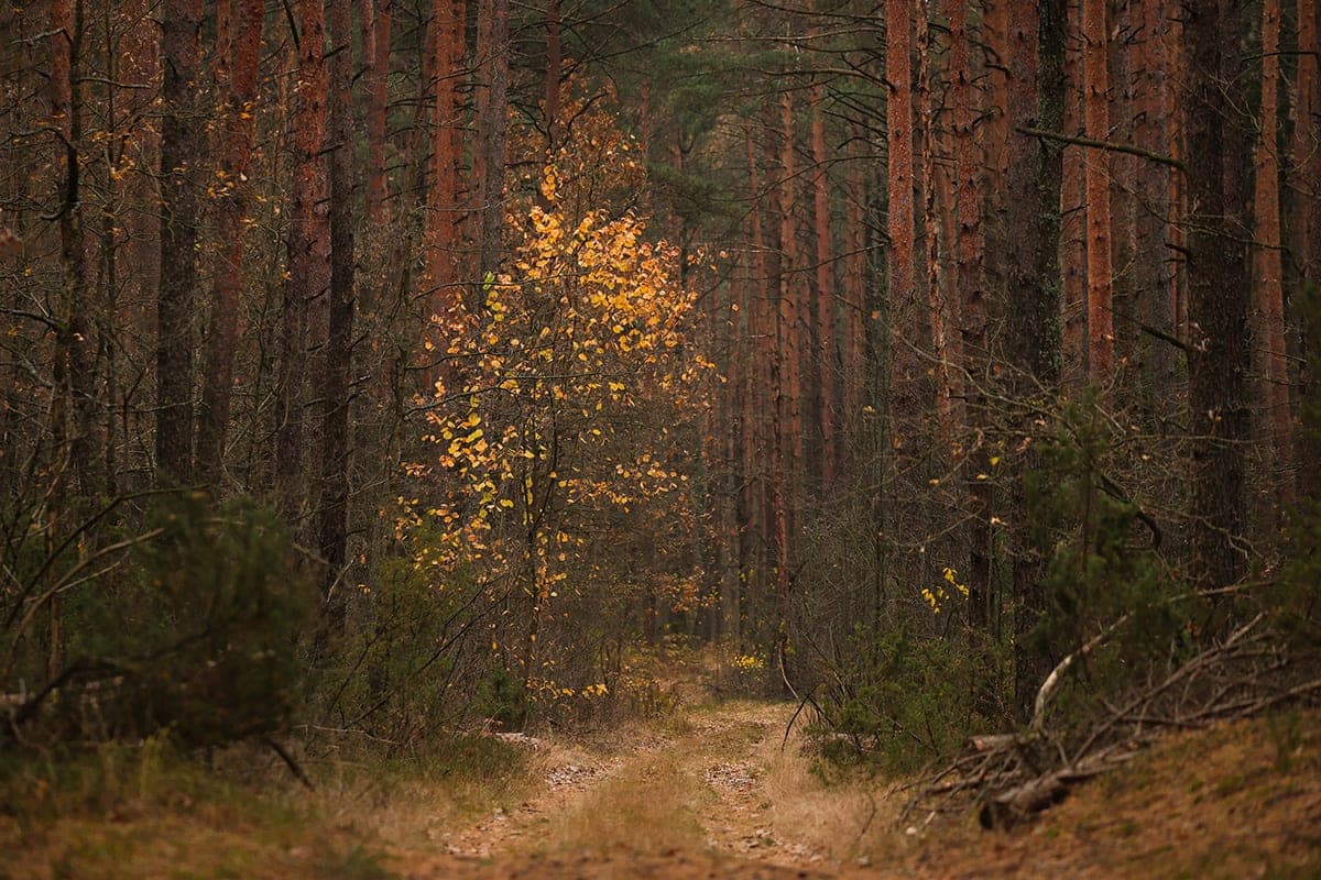 In the Belarusian forests produced a black wolf – this time in the Gomel region