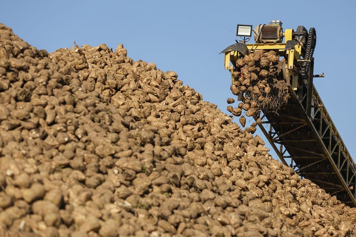 We watched how thousands of tons of beets are turned into sugar at the Slutsk sugar refinery