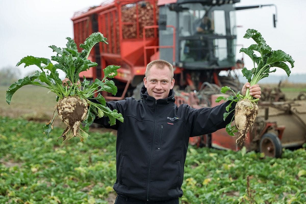 Brest region farmers expect to receive at least one million tons of sugar beet