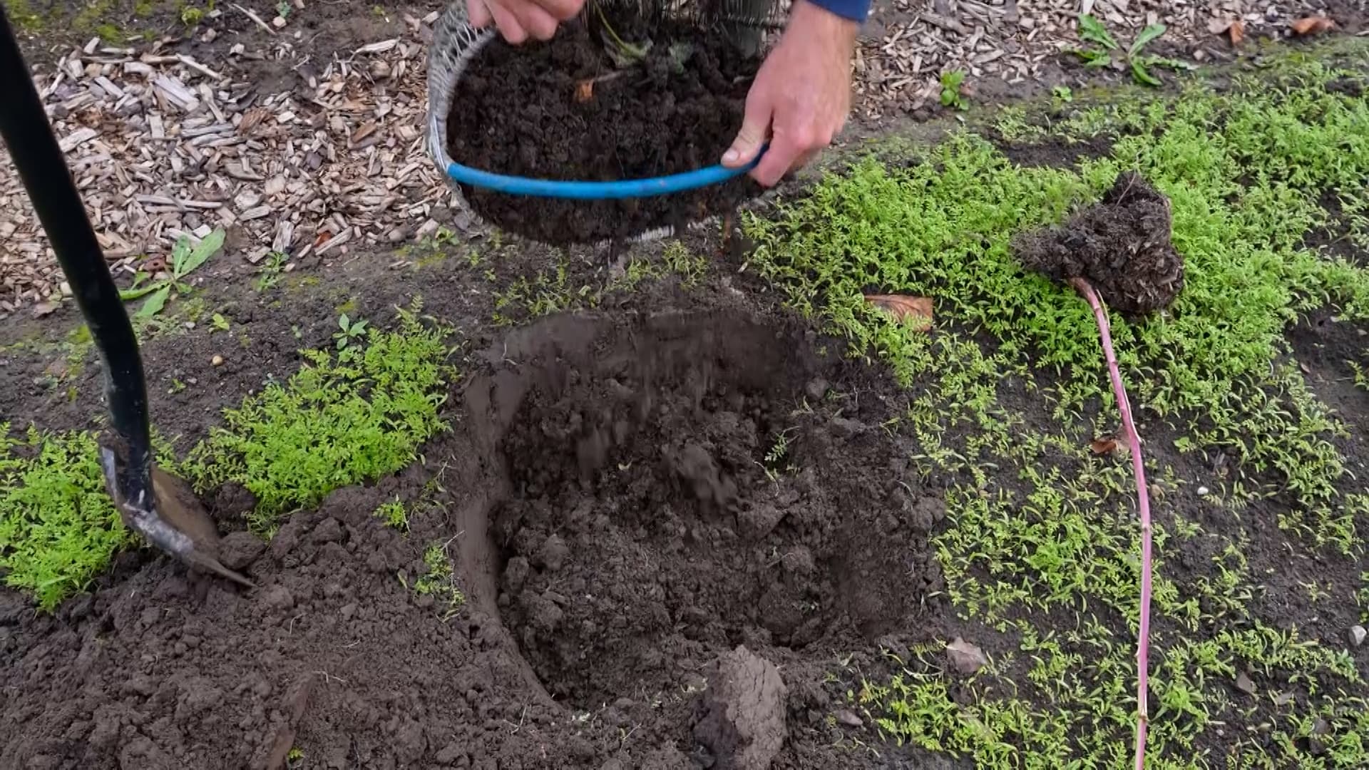 Adding nutrient soil from a bucket to a prepared hole for planting a raspberry seedling.