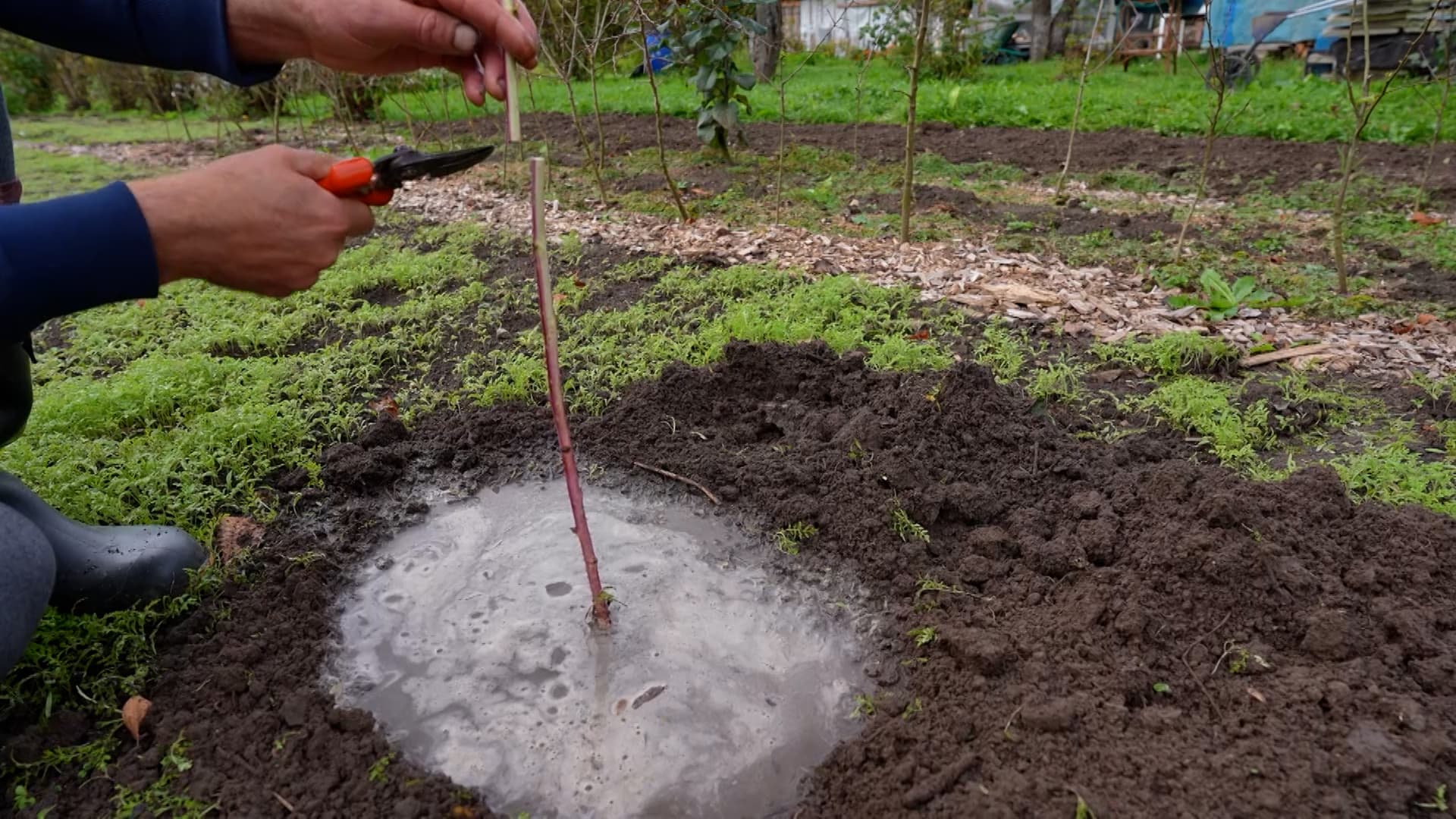 The planted raspberry seedling is abundantly poured with water in the hole, cutting off the top of the escape with a secator.