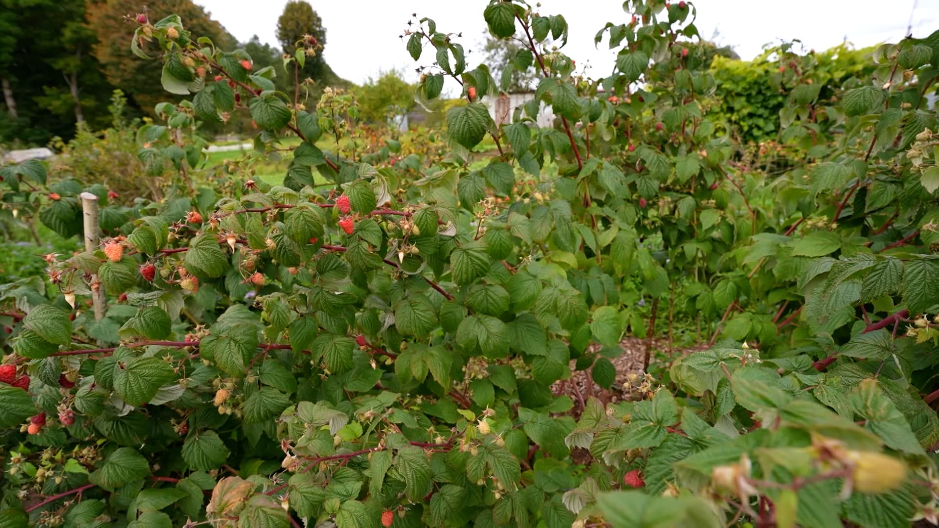 • Lush shrubs of raspberries with ripening berries close-up on the garden plot.