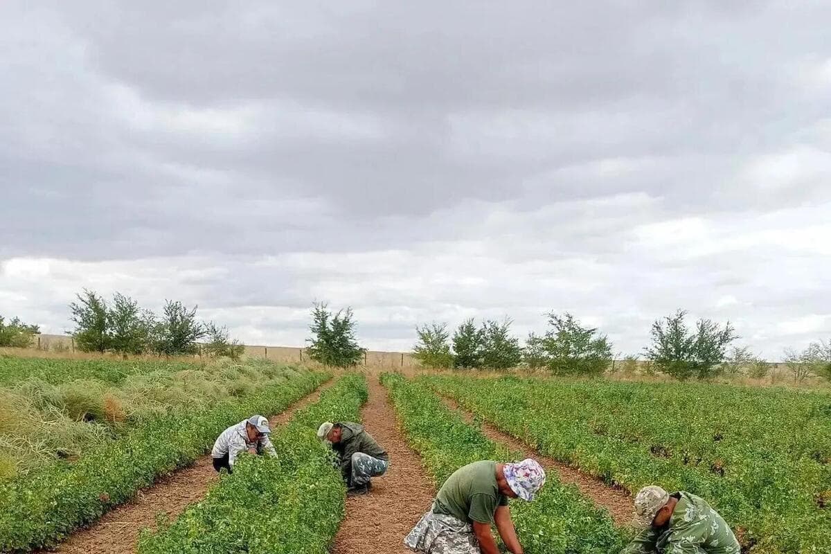 В лесных питомниках Калмыкии проводят инвентаризацию саженцев