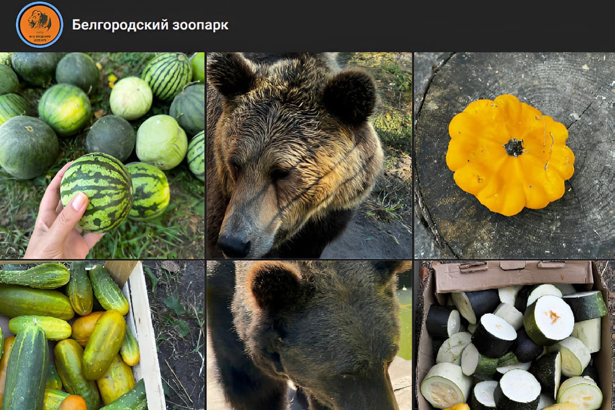 Белгородцы задарили медведей из зоопарка сезонными плодами