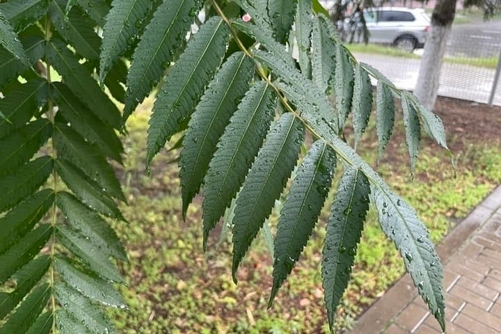 Воскресенье в Белгородской области будет слегка дождливым