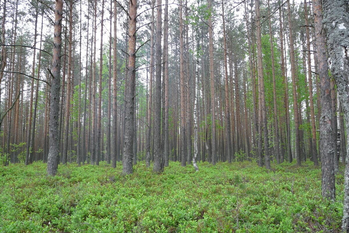 Погода в НАО: до +15