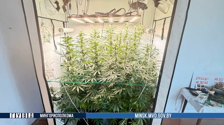 Минчанина задержали за хранение марихуаны, псилоцибиновых грибов и других наркотиков