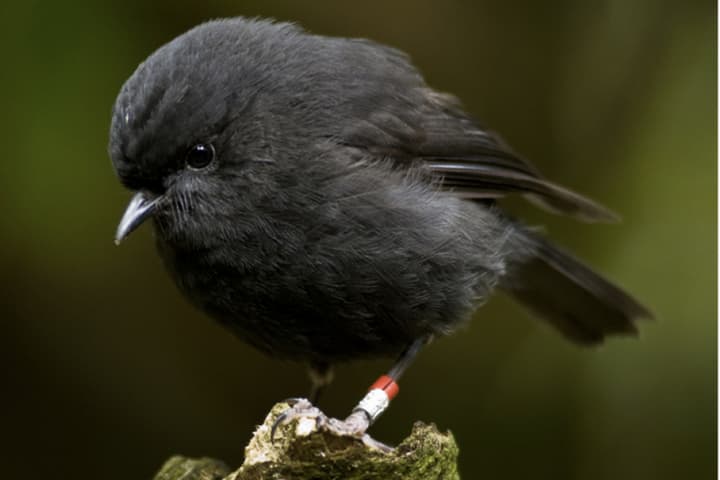 «Готическая» птичка спаслась от вымирания и стала Птицей года в Новой Зеландии