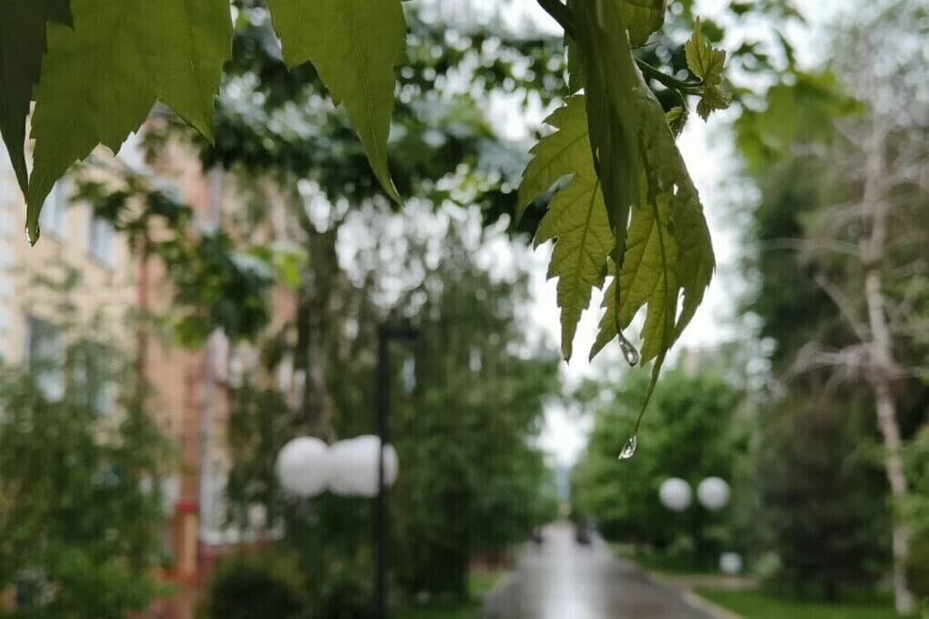 Волгоградцам 24 сентября обещают до +31 ℃