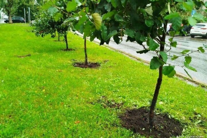В Перми началась осенняя озеленительная кампания