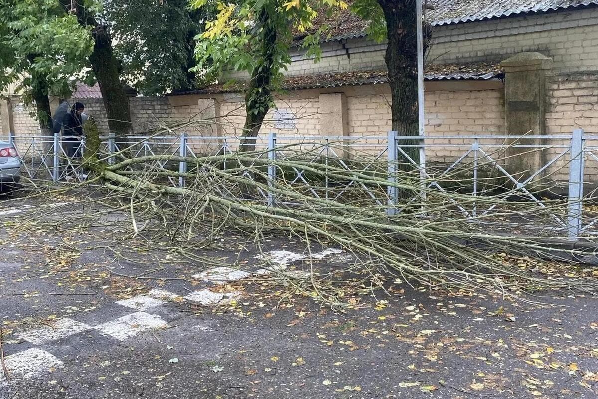 Шквальный ветер в Брянске: упали деревья, повреждены пять машин