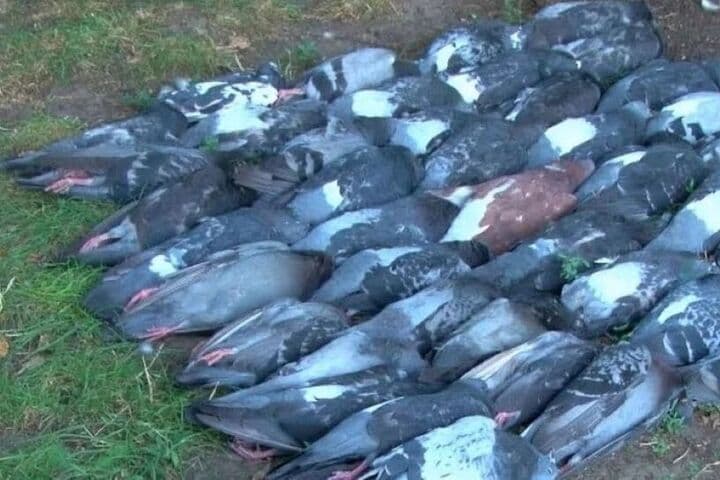 «Всё село усыпано мертвыми голубями»: странная гибель птиц на Урале