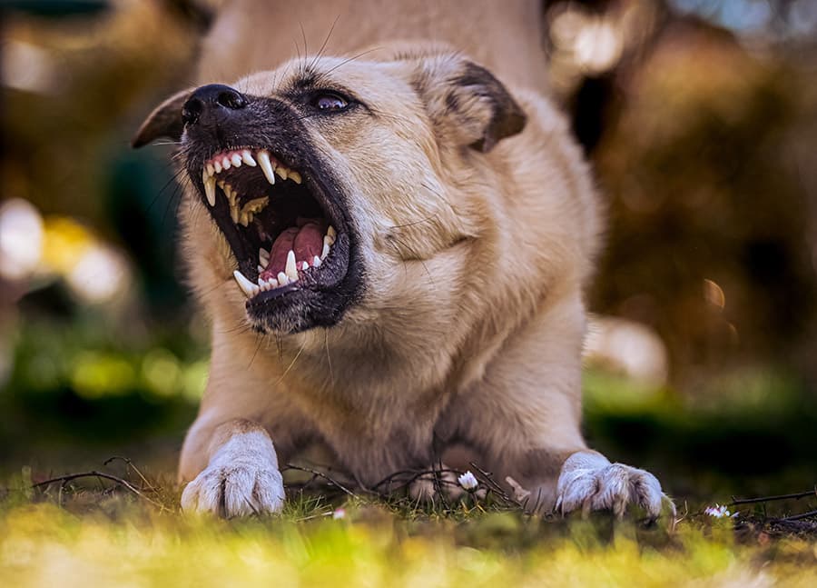 In Belarus, for the first time in 13 years, a case of rabies in humans was recorded — with a fatal outcome