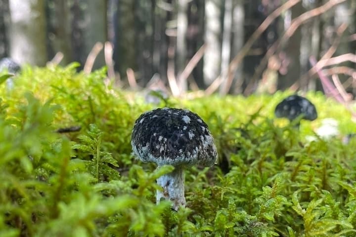 Воздвижение: почему 27 сентября нельзя ходить в лес и что будет, если нарушить запрет