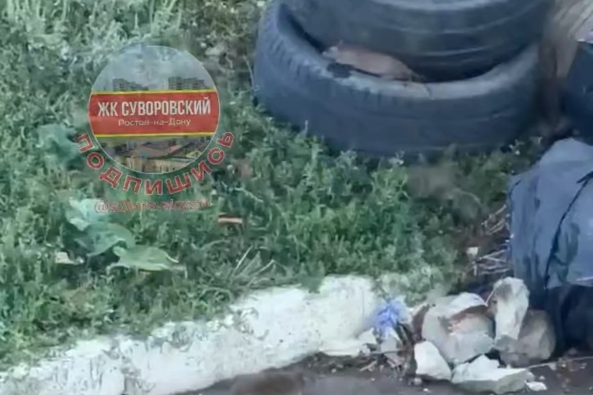 Мусорные жбаны в микрорайоне Суворовском заполонили крысы