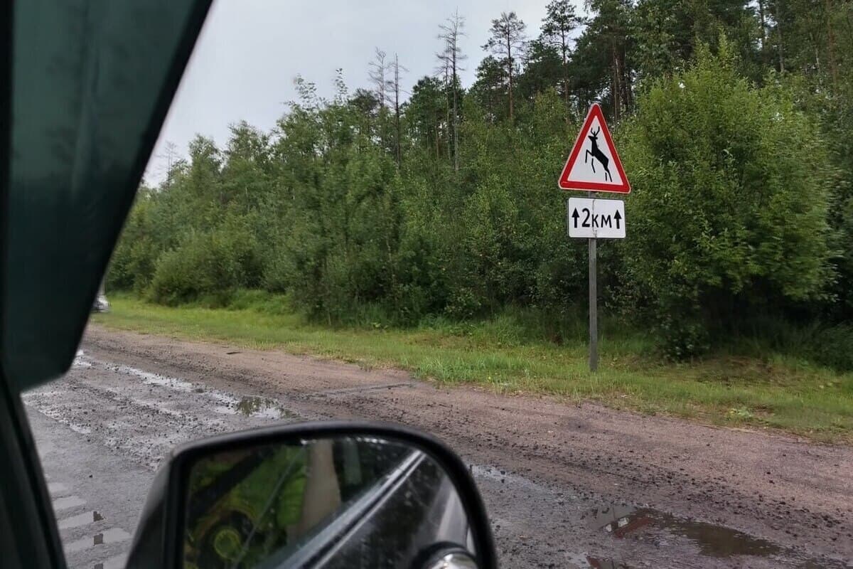Под Печенгой Mercedes сбил лося