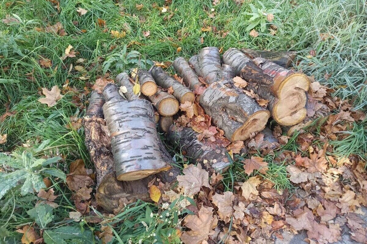 Новая неделя в Ивановской области начнется не с заморозков