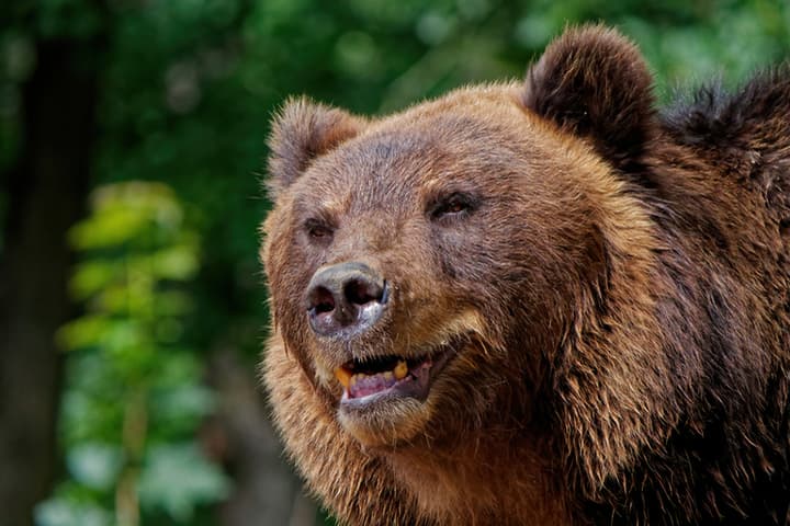 Рядом с границей Новосибирска обнаружили следы медведя