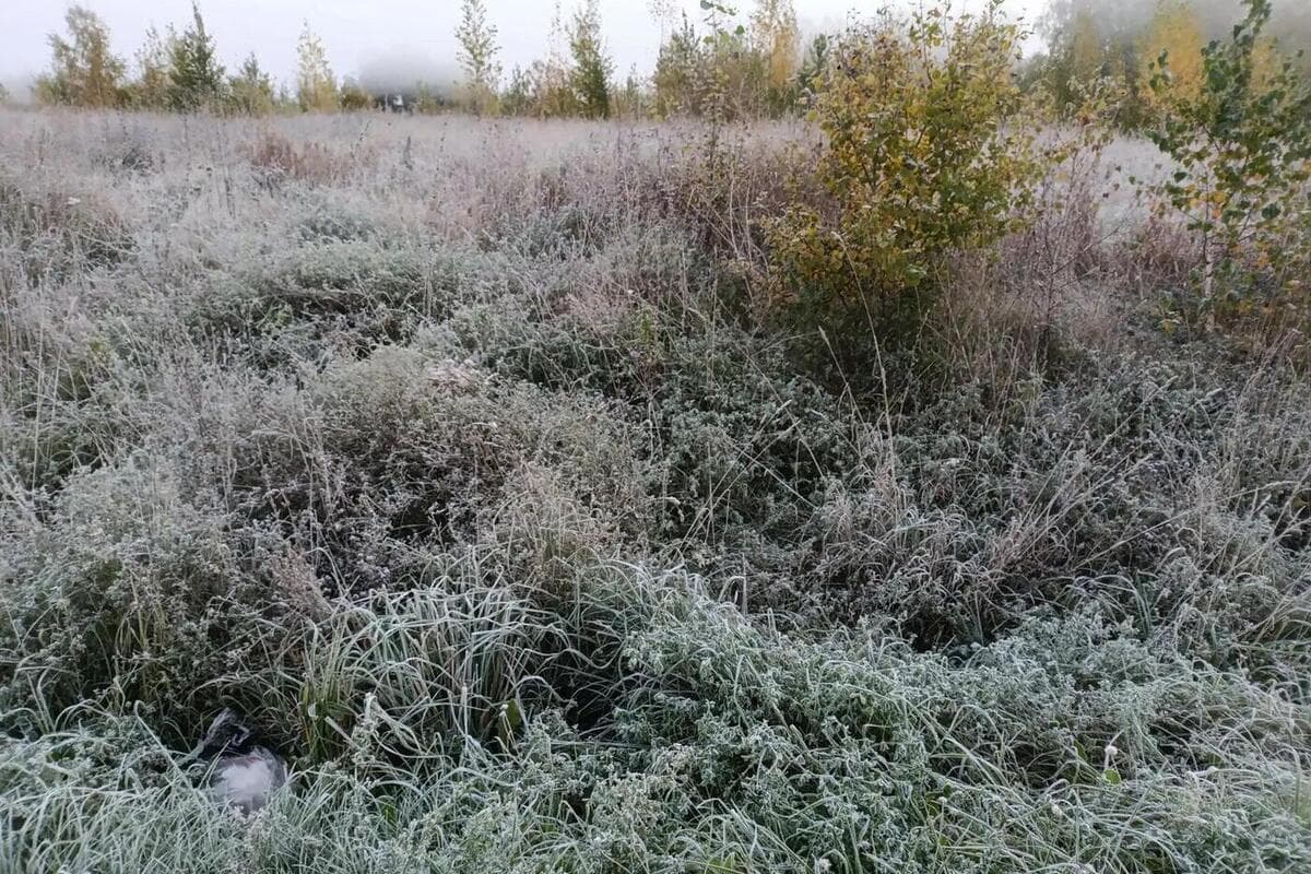 Опубликованы фото первых заморозков в Новосибирске 28 сентября