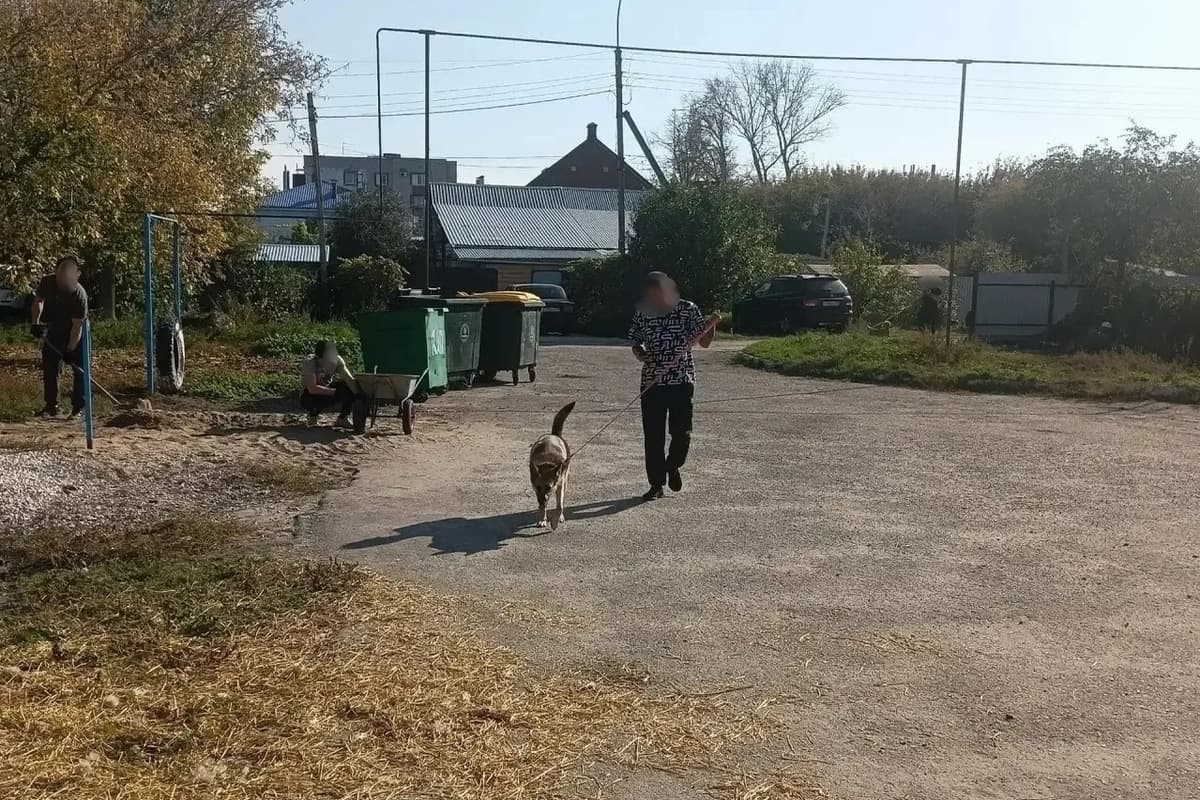 Осуждённые к принудительным работам помогли бездомным животным в Димитровграде