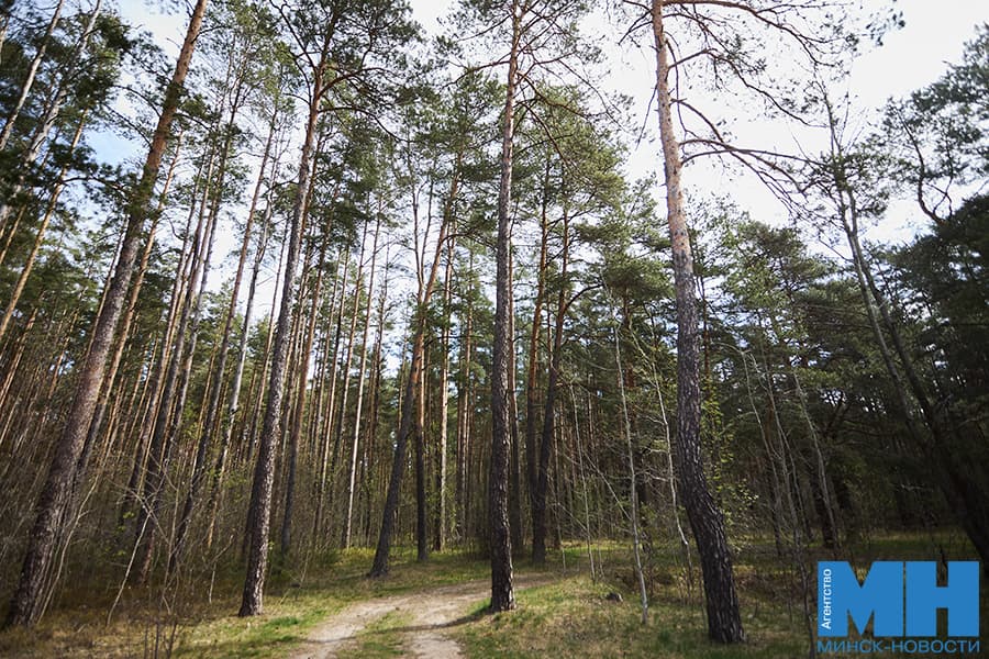 Ограничения на посещение лесов введены в восьми районах Беларуси
