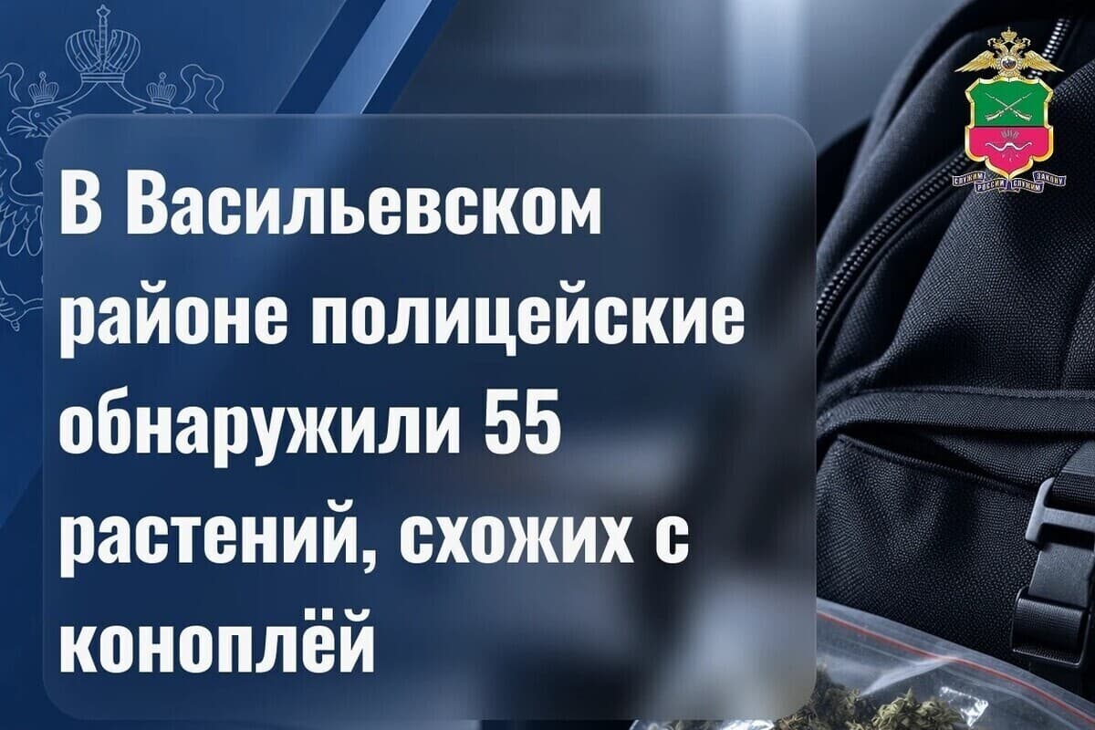 В Васильевском районе у местной жительницы нашли 55 кустов конопли